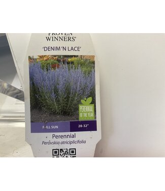 Russian Sage Asst PW 1G
