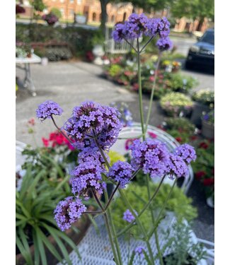 Proven Winner Verbena 'Meteor Shower' 1Q PW