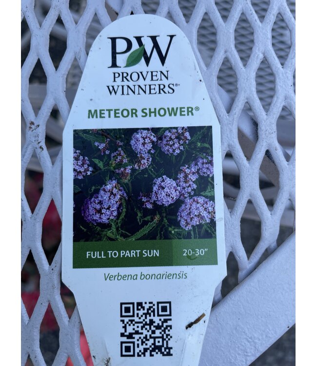 Verbena 'Meteor Shower' , cake pop