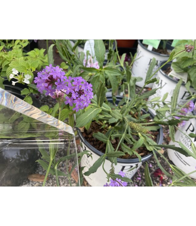 Verbena 'Meteor Shower' , cake pop