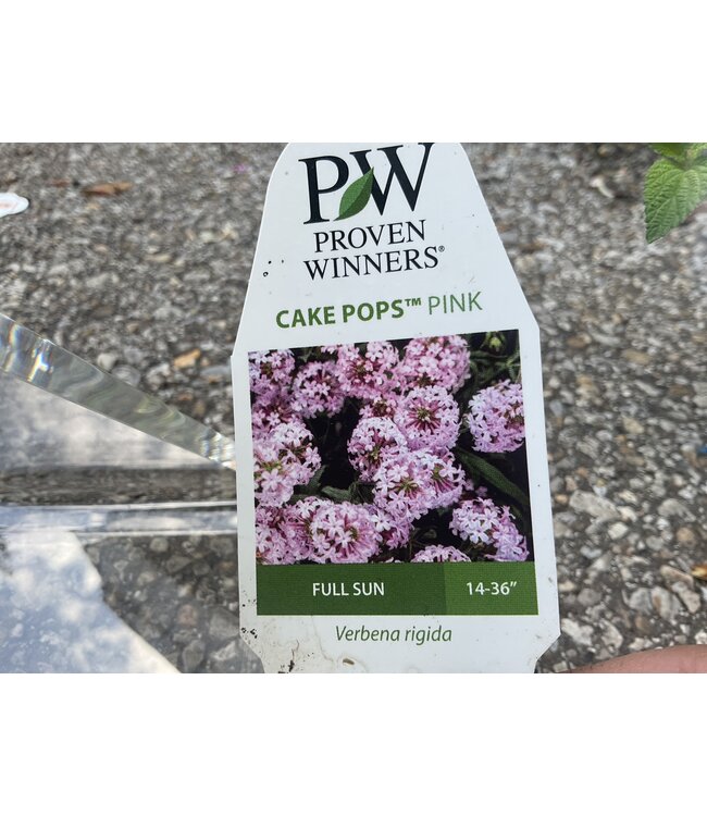 Verbena 'Meteor Shower' , cake pop