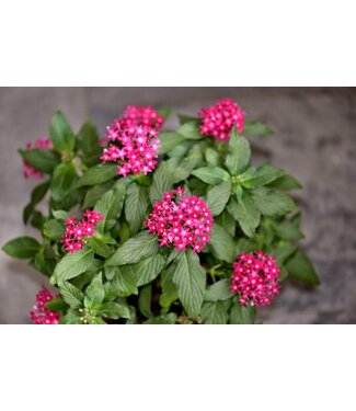 Proven Winner Pentas Sunstar  Asst PW 1q