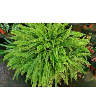 Fern - Nevada / Boston 10" Hanging Basket