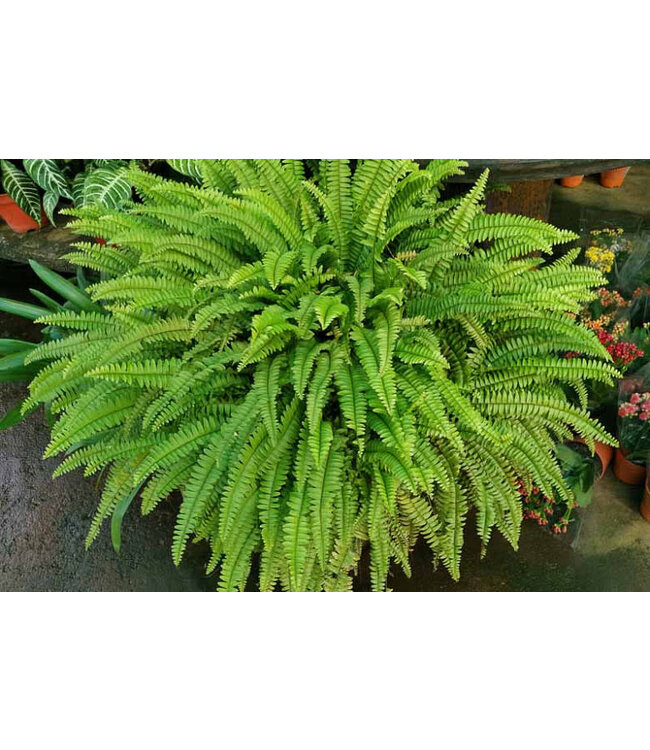 Fern Boston Nevada 10" Hanging Basket