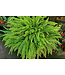 Fern - Nevada / Boston 10" Hanging Basket