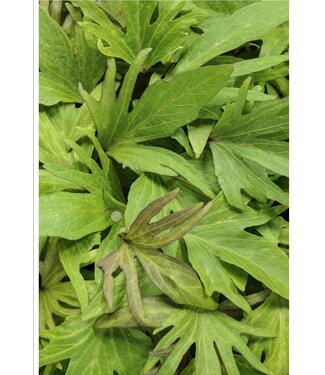 Ipomoea (Sweet Potato Vine) Hanging Basket10" HB