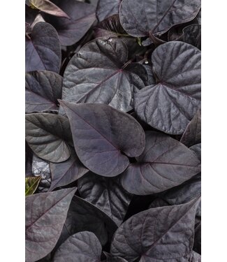 Ipomoea ' Sweetheart Jet Black' PW 1q
