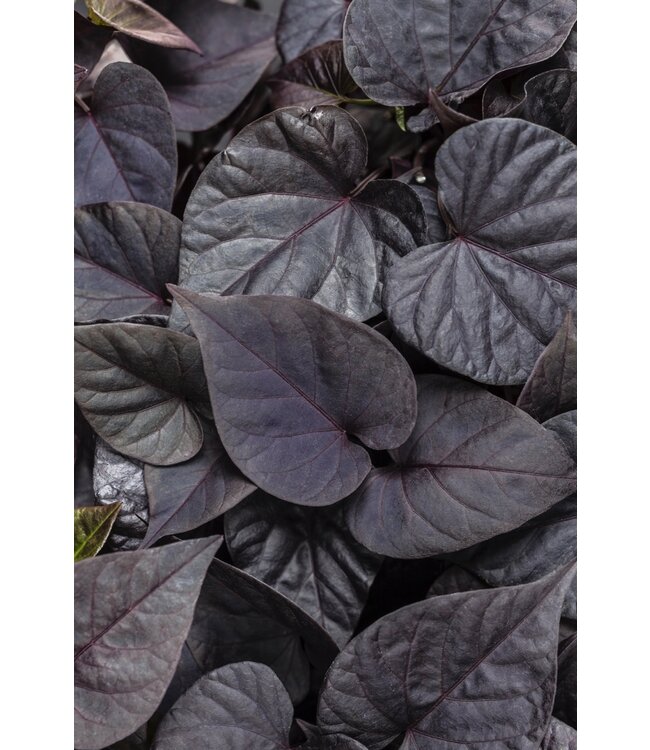 Ipomoea ' Sweetheart Jet Black' PW 1q