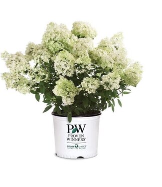 Hydrangea 'White Wedding 3G TM
