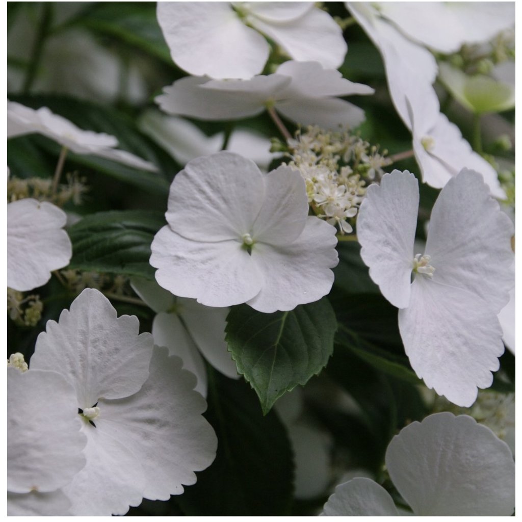 Proven Winner Hydrangea 'Fairytrail Bride' PW 2g