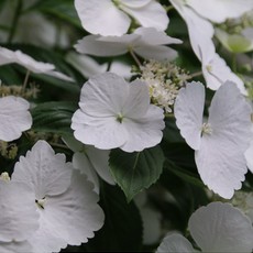 Proven Winner Hydrangea 'Fairytrail Bride' PW 2g