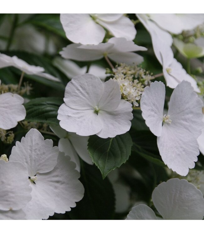 Proven Winner Hydrangea 'Fairytrail Bride' PW 2g
