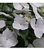 Proven Winner Hydrangea 'Fairytrail Bride' PW 2g