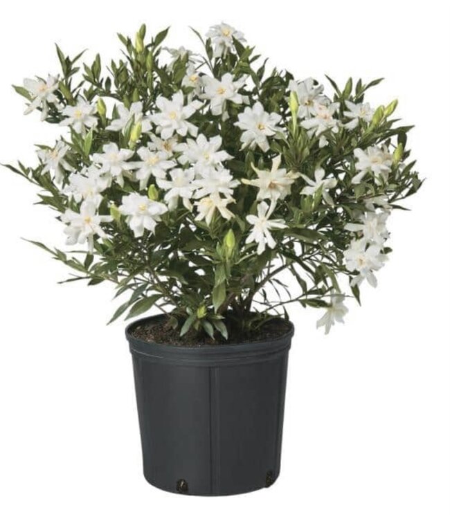 Gardenia Frost Proof 3G