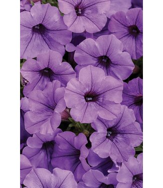 Proven Winner Petunia Mini Vista  Asst 1qt  PW