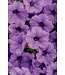 Proven Winner Petunia Mini Vista  Asst 1qt  PW