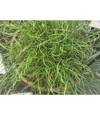 Juncus Spiralis 6" Container