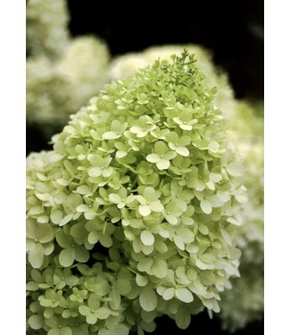 Proven Winner Hydrangea p. 'Limelight' 3G PW