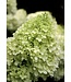 Proven Winner Hydrangea LIMELIGHT 3G PW