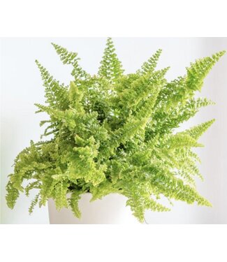 The Plant Shoppe HB Fern Fluffy Ruffle 10" Hanging Basket