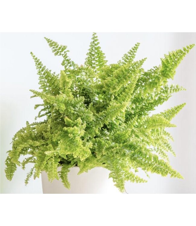 The Plant Shoppe Fern Fluffy Ruffle 10" Hanging Basket