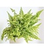 The Plant Shoppe Fern Fluffy Ruffle 10" Hanging Basket