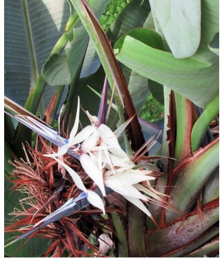 Strelitzia-Nicolai (White Bird of Paradise) 17" Grow Pot