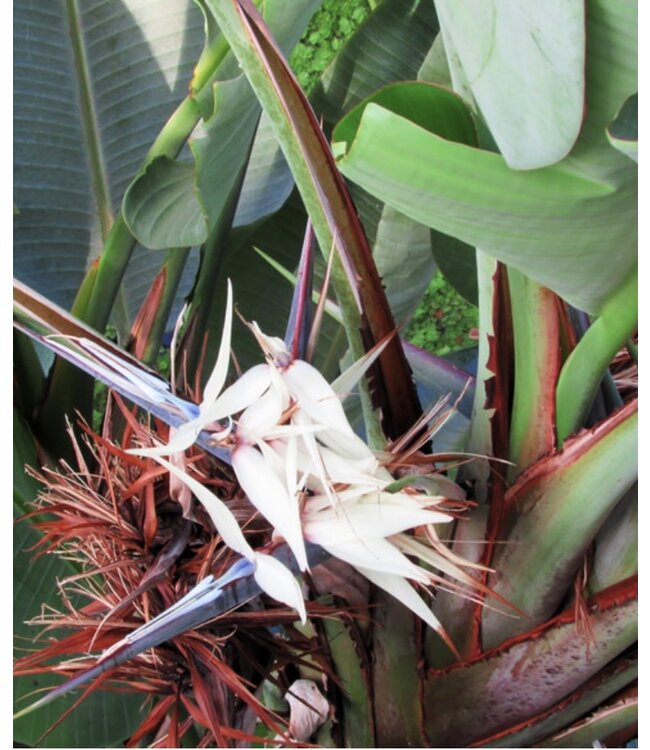 Strelitzia-Nicolai (White Bird of Paradise) 17" Grow Pot