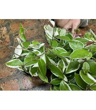 Hoya-Carnosa (Wax Plant) - Krimson Queen 6"