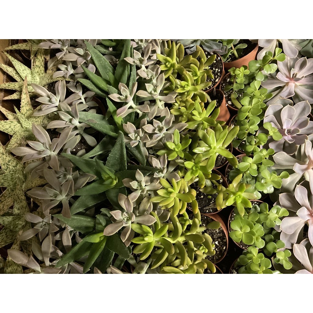 Succulents-Assorted