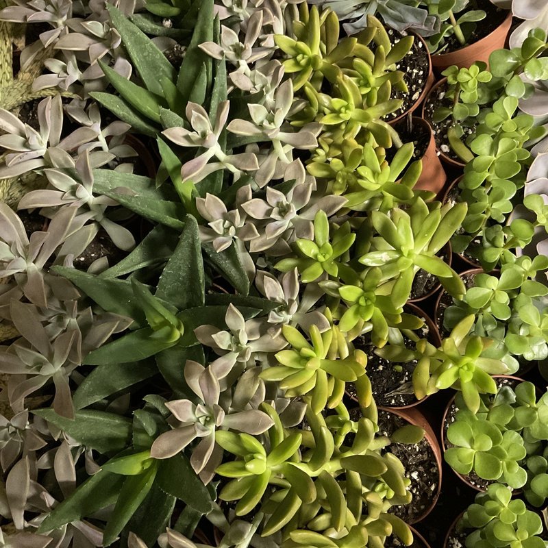 Succulents-Assorted