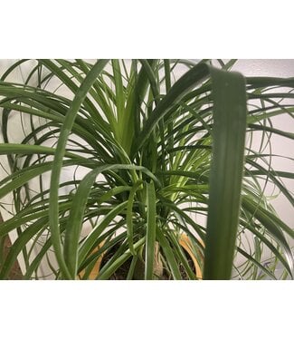 The Plant Shoppe Palm-Ponytail 6'