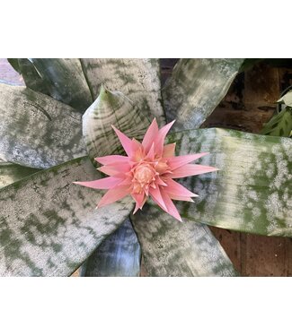 The Plant Shoppe Bromeliad Aechmea Primera 6"