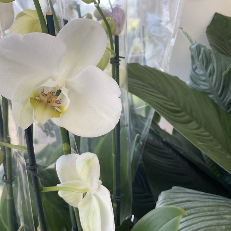 The Plant Shoppe Orchid Phalaenopsis 5"