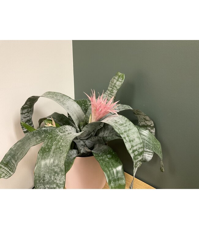 The Plant Shoppe Bromeliad Aechmea Primera 6"