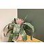 The Plant Shoppe Bromeliad Aechmea Primera 6"
