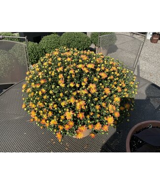 Chrysanthemum 10" Deco Container Asst Colors