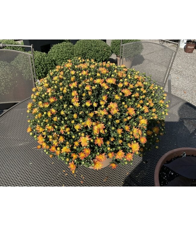 Chrysanthemum 10" Deco Container