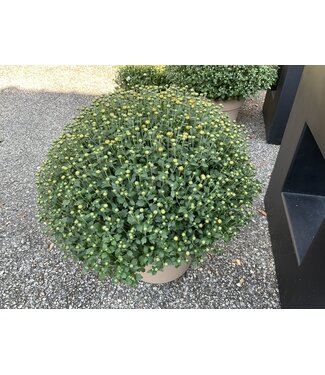 Chrysanthemum 14" Deco Container Asst Colors