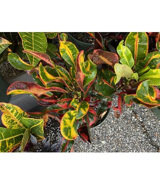 Croton 10" TC