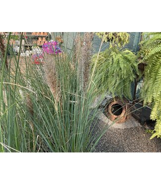dwarf pampas grass 3gal