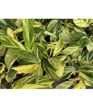 Ginger variegated 3 gal