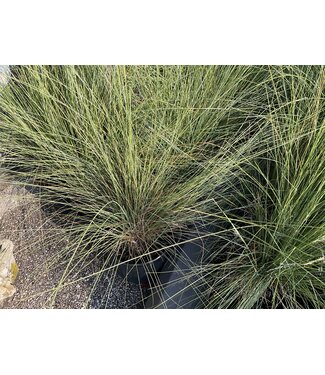 pink muhly grass 3gal