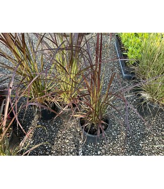 Purple Fountain Grass 1G
