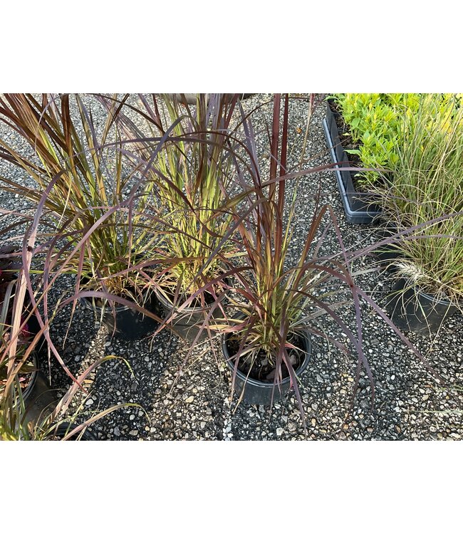 Purple Fountain Grass 1G