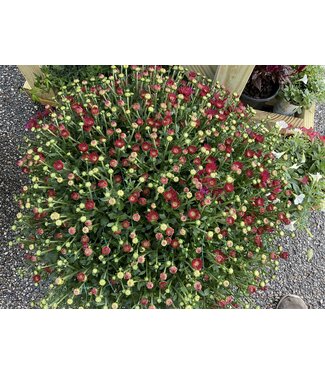 Chrysanthemum (7 gal)