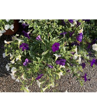 Prem Mixed Deco Container 12"