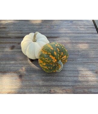 26 -Mini Orange Pumpkin