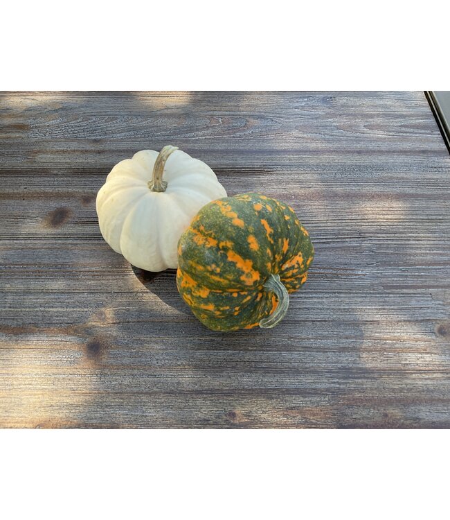 Blaize - Jack-Be-Little - White,  Green, and Orange Pumpkin