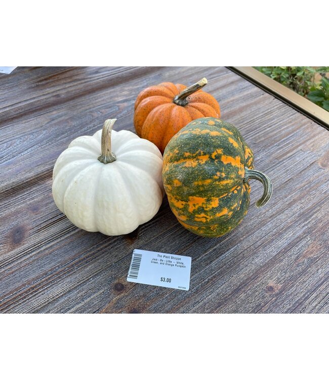 Blaize - Jack-Be-Little - White,  Green, and Orange Pumpkin
